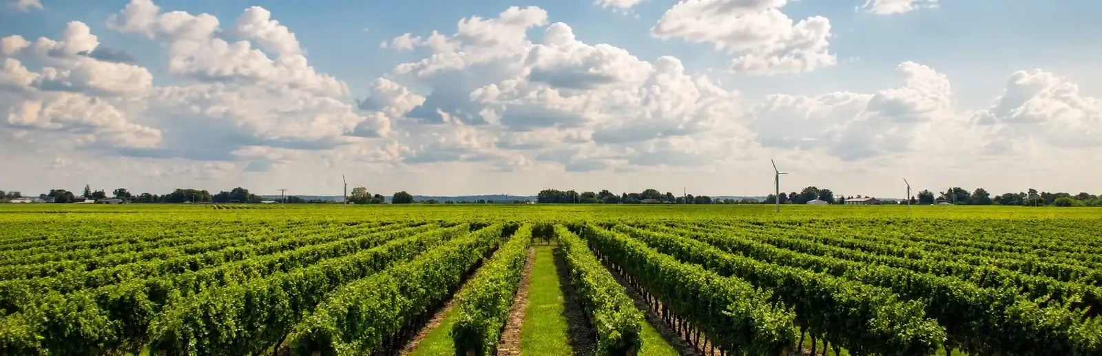 Vinagora vineyards